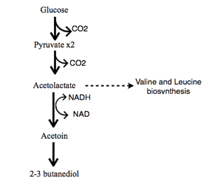 Diagram for Butanediol pathway