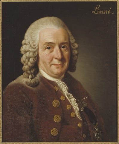 Portrait of Carl Linnaeus, courtesy Wikipedia.