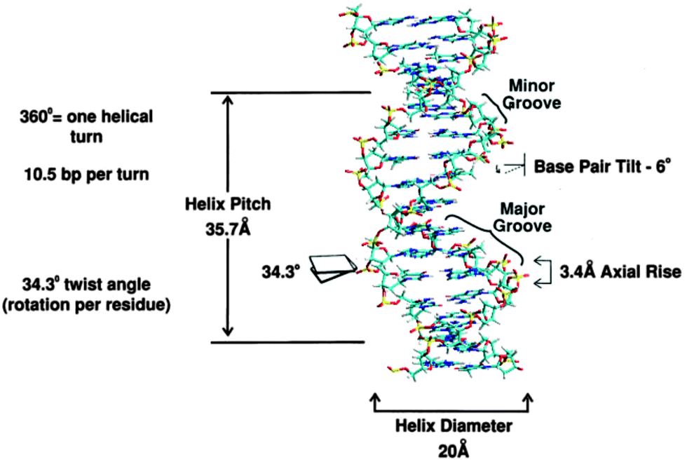 the tilt of a base pair in a DNA double helix