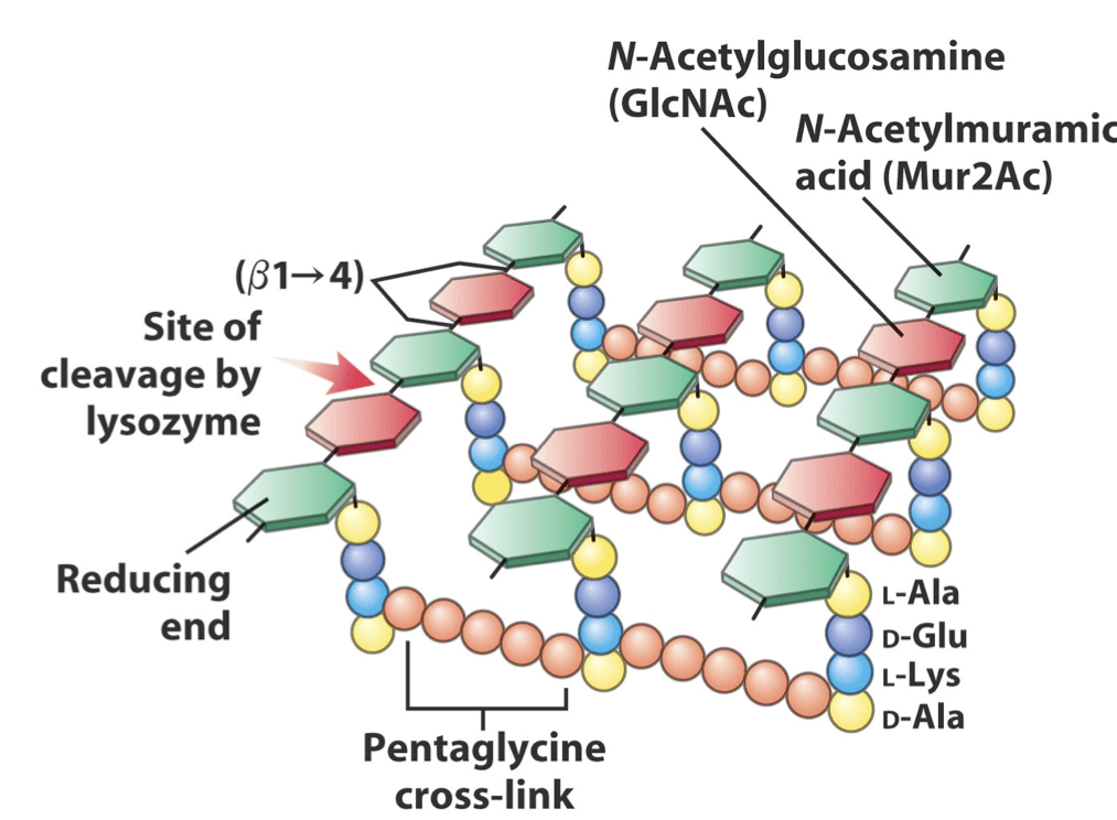 Composition of Peptidoglycan 