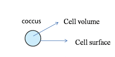 Cell surface and volume