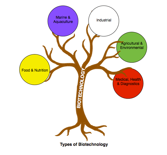 Tree Diagram for Types of Biotechnology