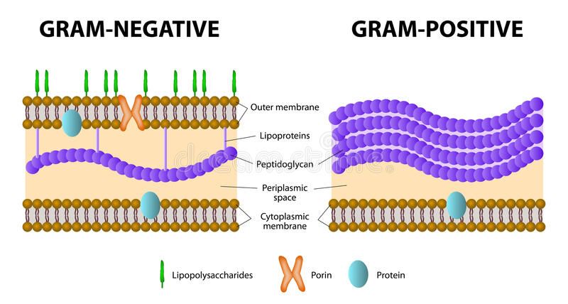 Difference between Gram Positive and Gram Negative Bacteria