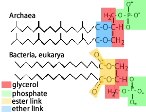 Carl Woese's Classification: Biochemical differences between archaea and the other two domains