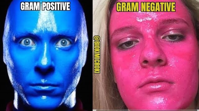 Gram Positive and Gram Negative Bacteria