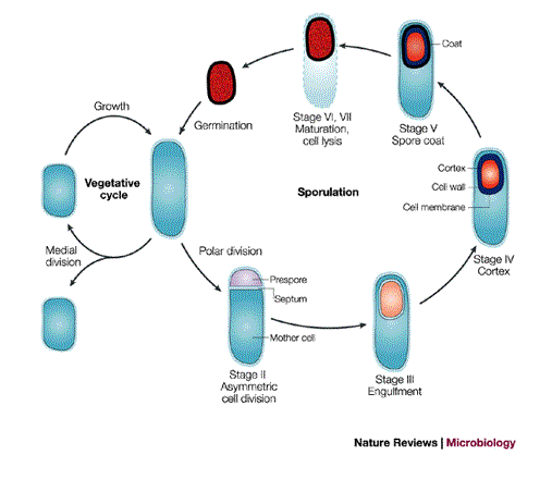 Steps of endospore formation