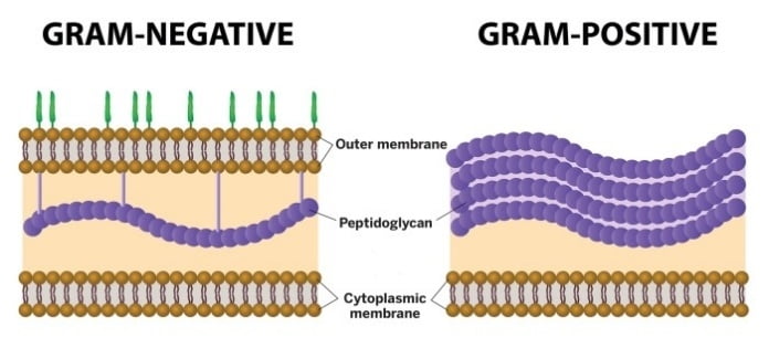 Difference between gram positive and gram negative