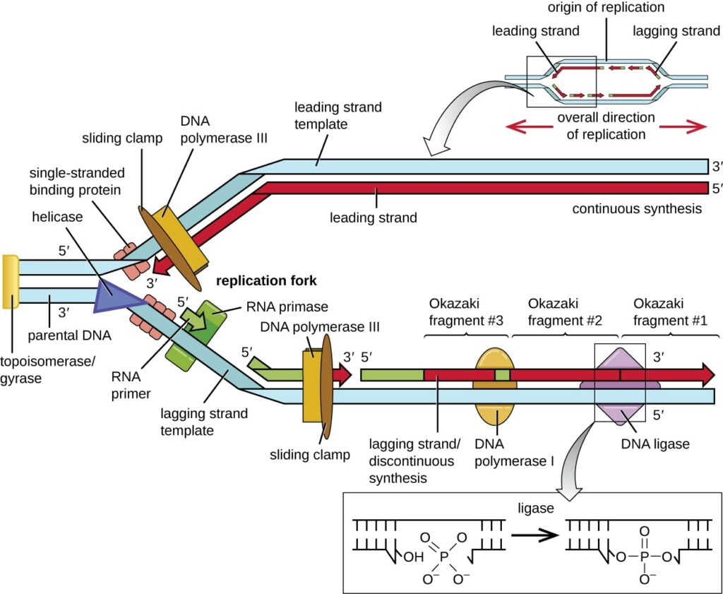 Elongation of DNA replication