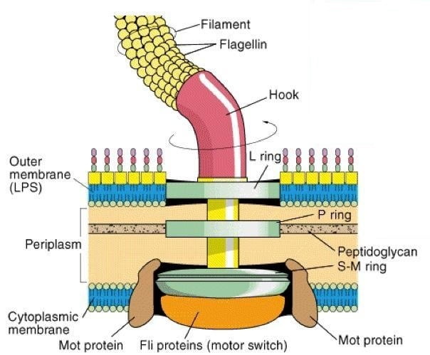 Structure of Flagella