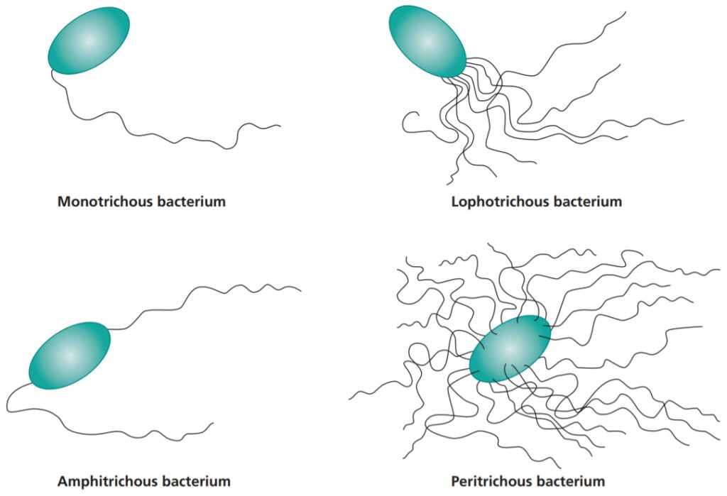 Types of Flagella