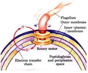 Proton gradient for Flagella motion