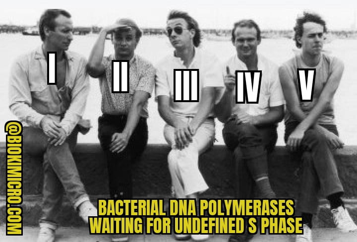 DNA polymerase meme