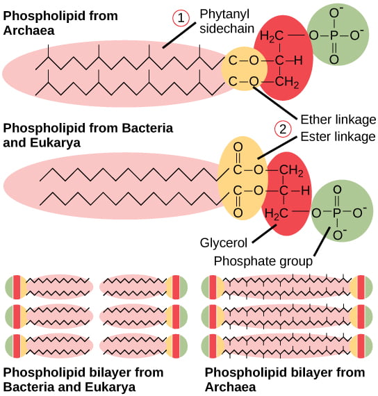 difference in bacterial and archaeal cell wall