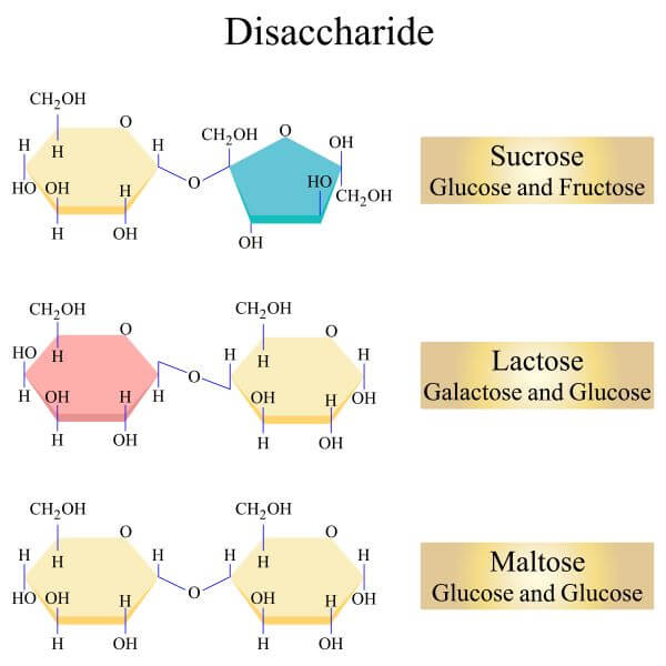 Disaccharide examples