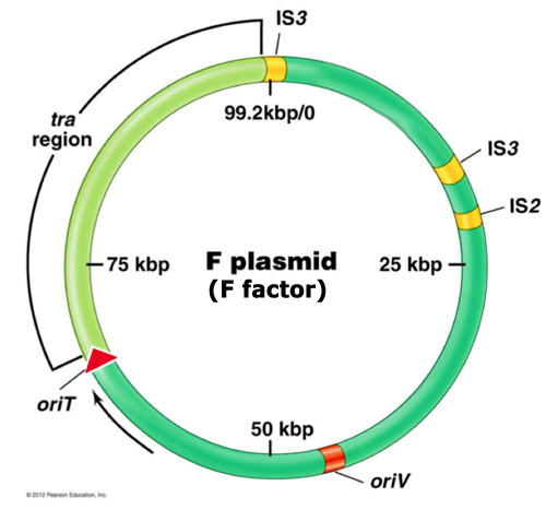 F plasmid