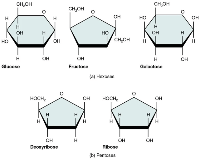 Carbohydrates Hexose and Pentoses