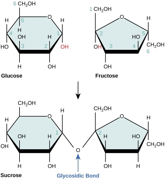 Disaccharide formation