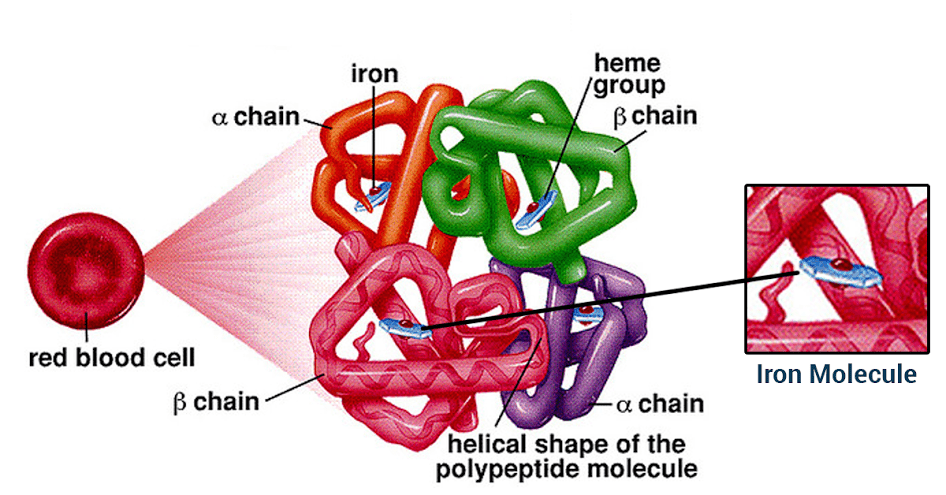 Globular Proteins Hemoglobin