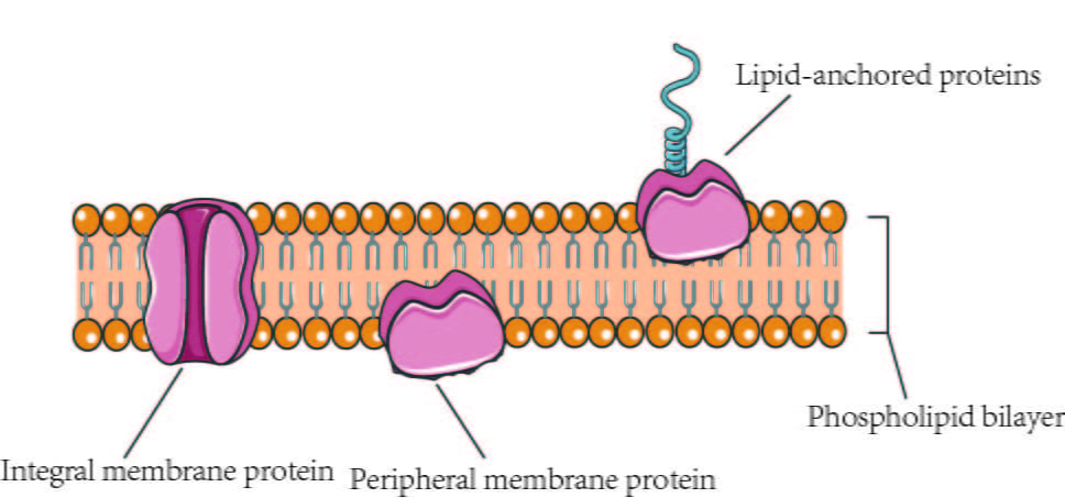 Globular Proteins Membrane proteins 