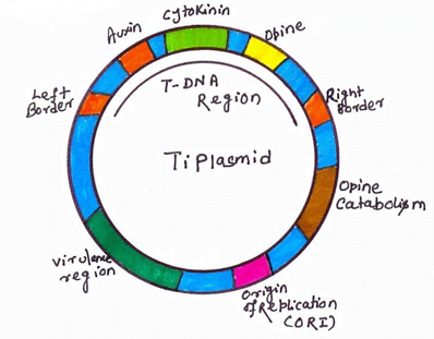 Ti Plasmid Gene Transfer