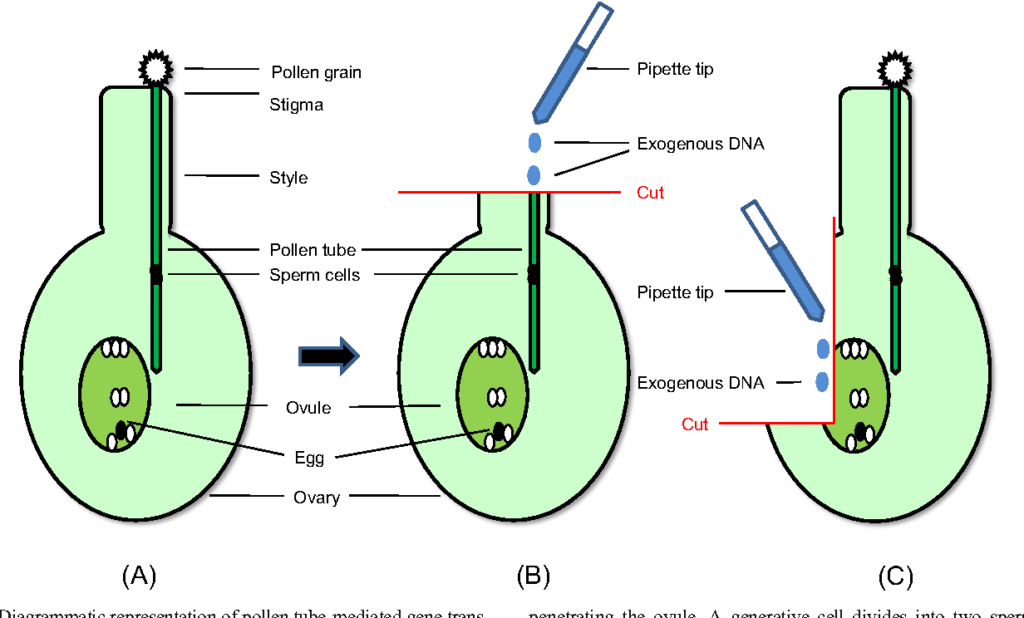 Gene Transfer Via Pollen Tube Pathway