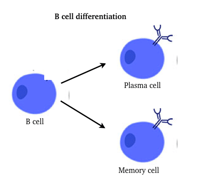 immune cells - B cell differentiation