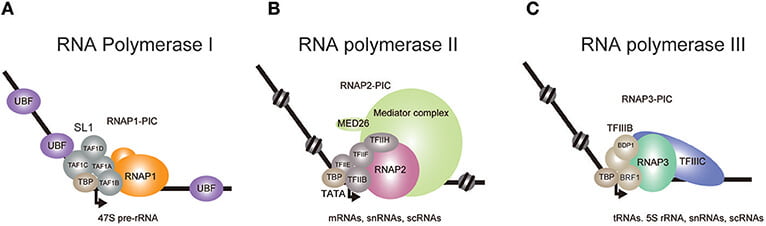 RNA polymerase in Eukaryotes