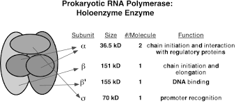 RNA polymerase 