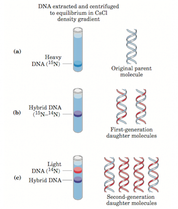 Discovery of DNA - Meselson and Stahl experiment
