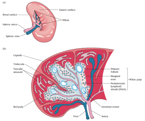 Lymphoid Organs - Spleen
