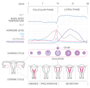 Ovarian and Menstrual Cycle Reproductive system