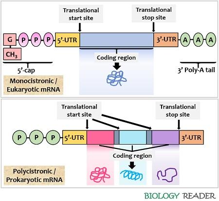 Monocistronic and Polycistronic mRNA, mRNA processing