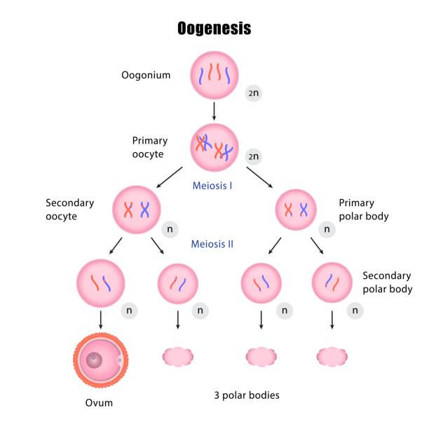 Oogenesis - Reproductive system