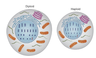 Diploid and Haploid human cell