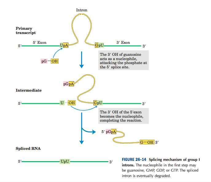 mRNA processing Splicing group I