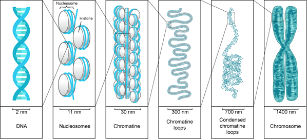 Packaging of DNA Chromosome