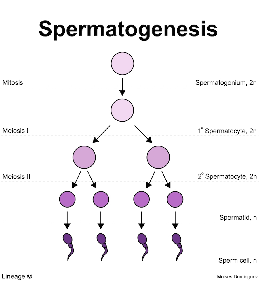 Spermatogenesis - Reproduction