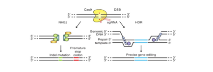 CRISPR gene knockout