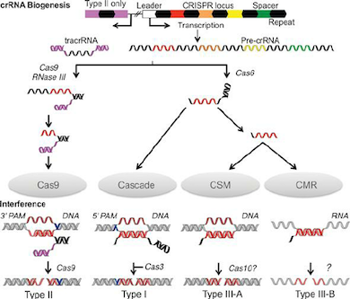 biogenesis CRISPR