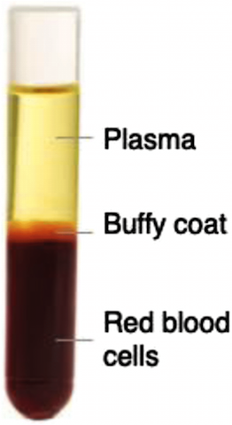 Blood fractions on centrifugation