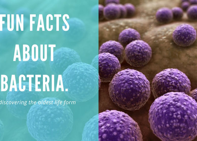 Bacteria: Fun Facts