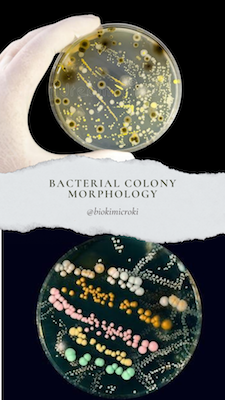 Bacterial Colony Morphology biokimicroki