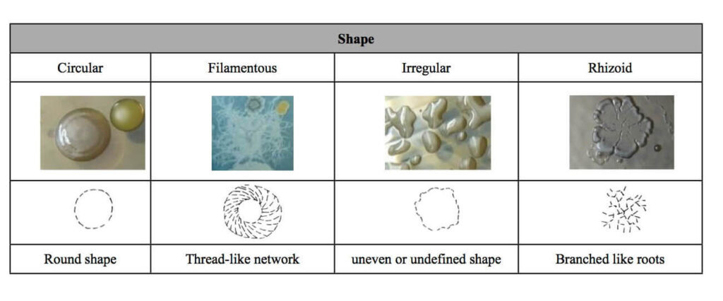 Bacterial Colony Morphology - Shape of colony