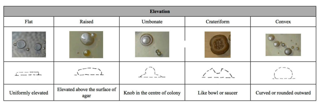 Bacterial Colony Morphology - Elevation