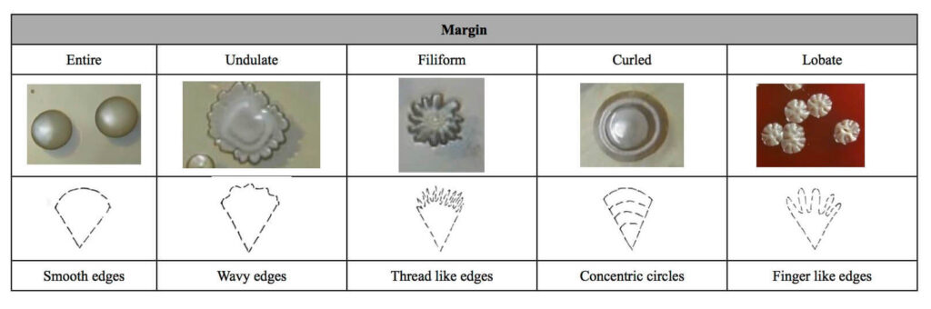 Bacterial Colony Morphology - Margin