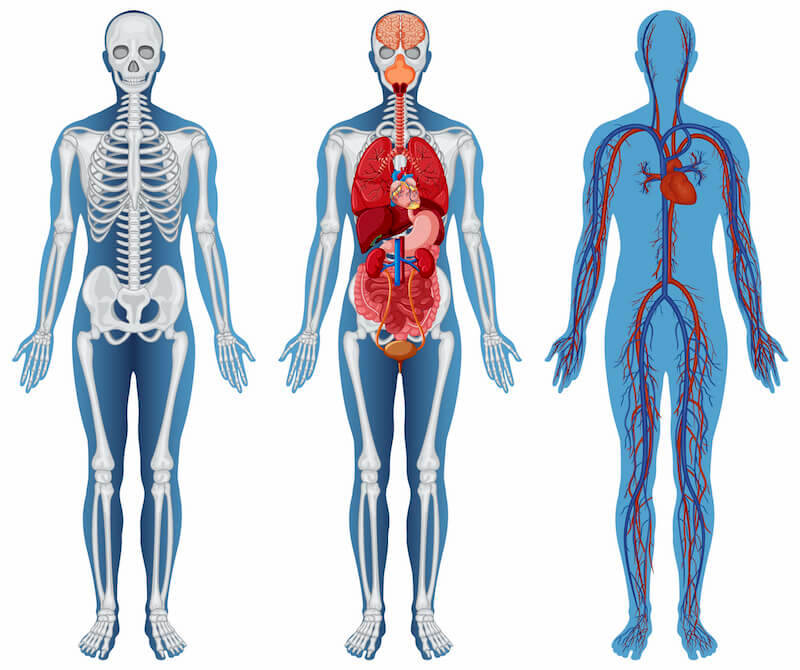 Physiology is the study of the functions and mechanisms of living organisms.