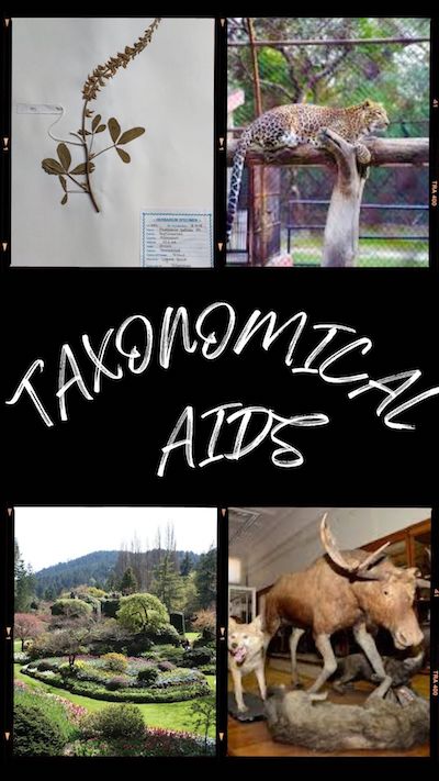 Taxonomical Aids @biokimicroki