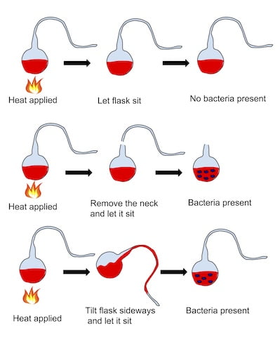Pasteur's Experiment. History of Microbiology.