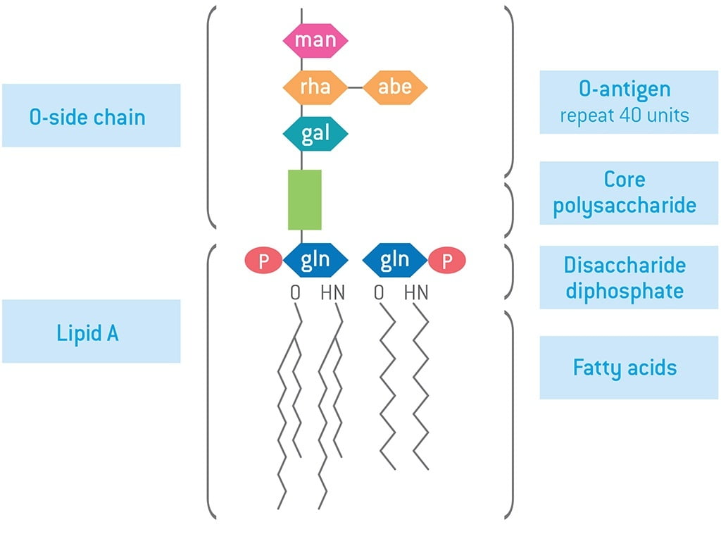Structure of Lipopolysaccharide