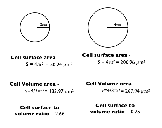 Cell surface to volume ratio Why are bacteria microscopic